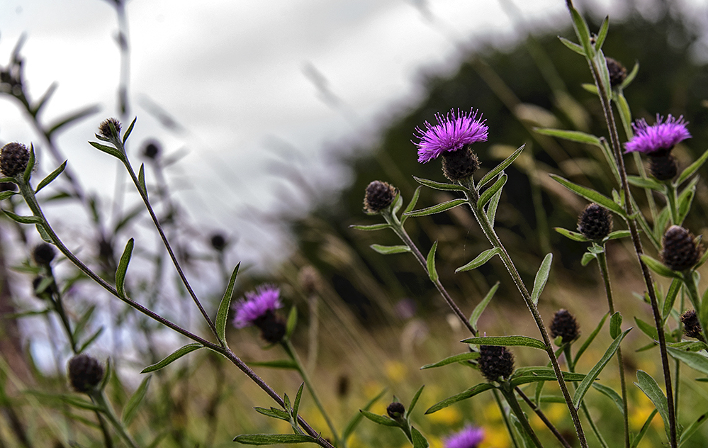 Summer Wildflower Walk, Summer Walk. Wildflowers, Summer Wildflowers, Wildlife Matters, Nature Walks, Wildlife Walks, Common Knapweed