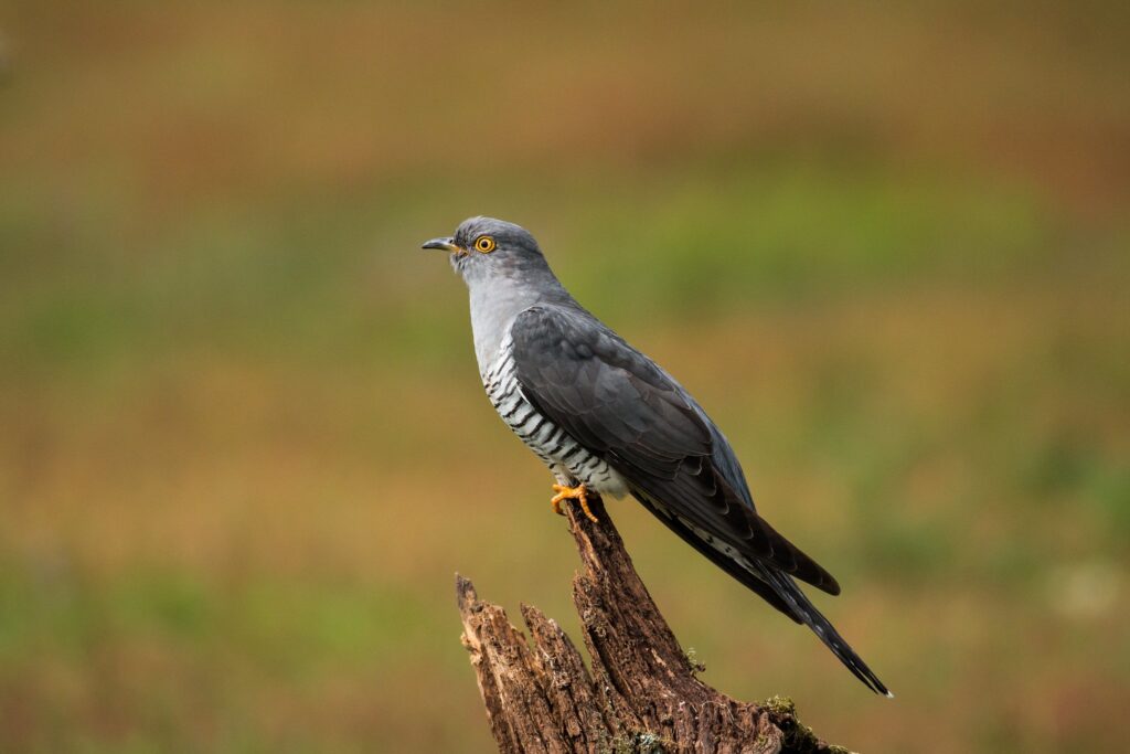 035 - Britain's wild summer visitors