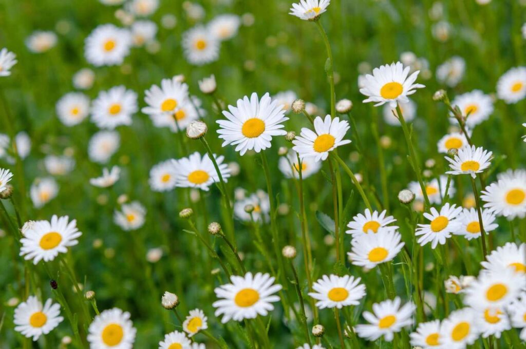 Summer Wildflower Walk, Summer Walk. Wildflowers, Summer Wildflowers, Wildlife Matters, Nature Walks, Wildlife Walks, Oxeye Daisy