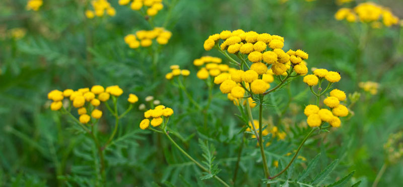 Summer Wildflower Walk, Summer Walk. Wildflowers, Summer Wildflowers, Wildlife Matters, Nature Walks, Wildlife Walks, Tansy