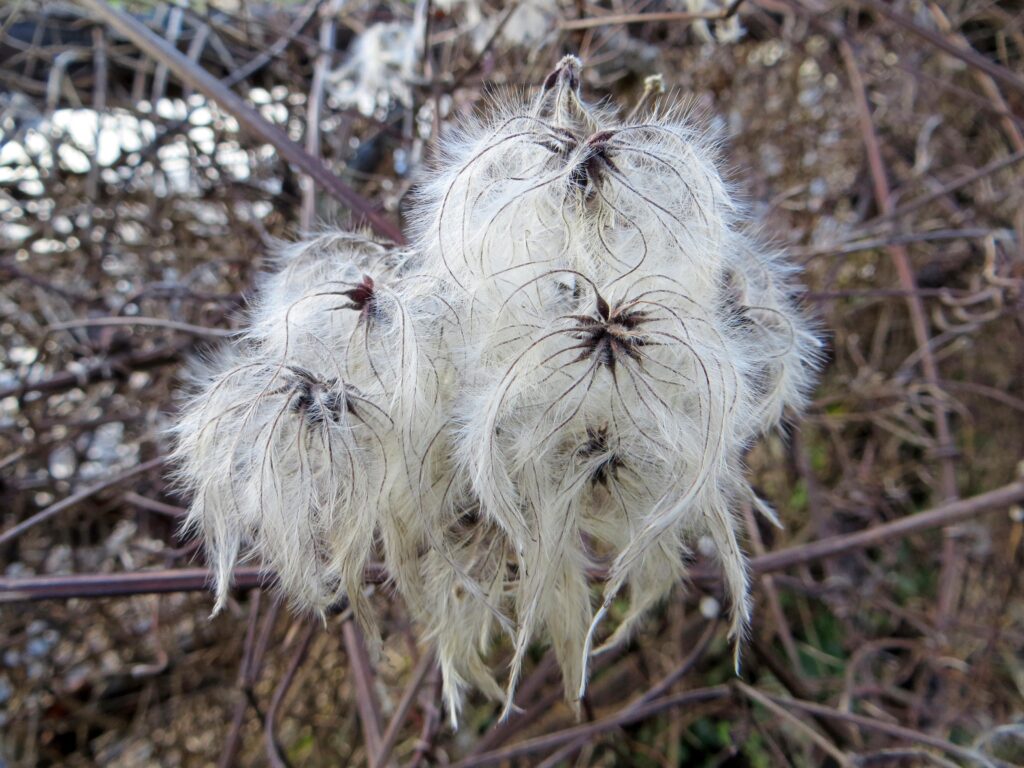 Old Man's Beard Woodland Wildflower Walk Wildlife Matters