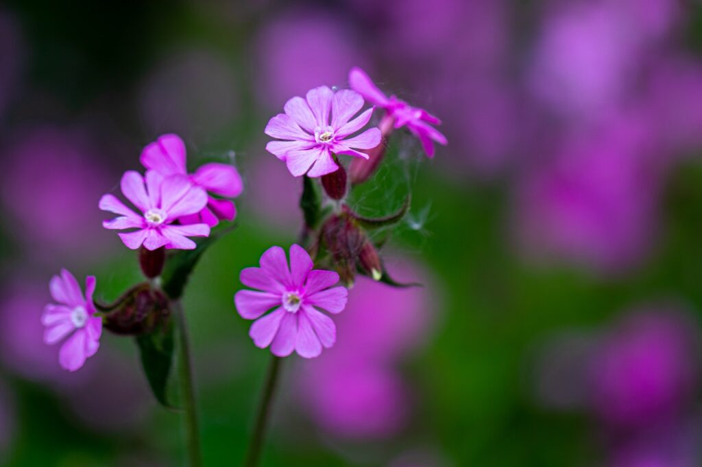 Red Campion Woodland Wildflower Walk Wildlife Matters