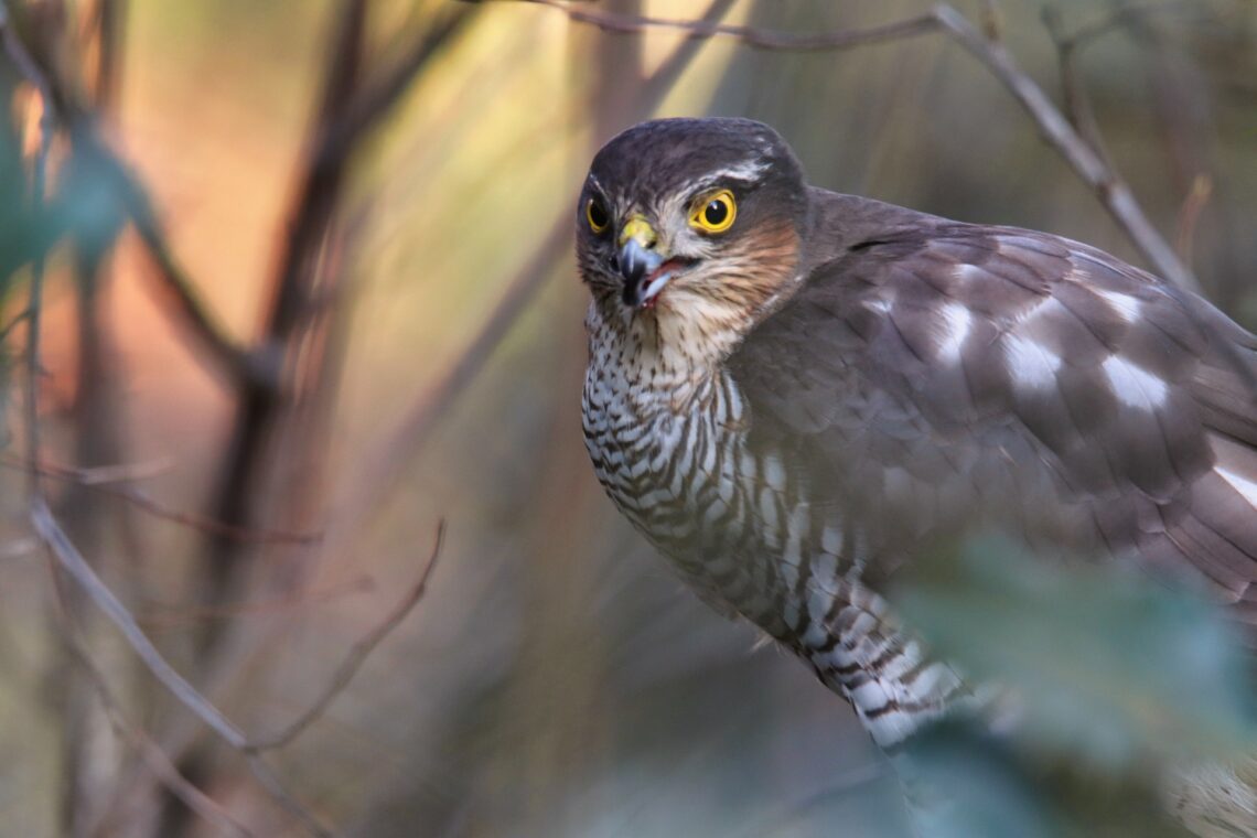 007 A New Sparrowhawk family