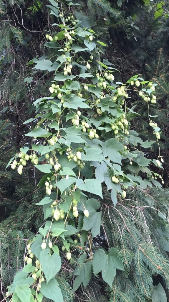 Hops Wild Hops Woodland Wildflower Walk Wildlife Matters