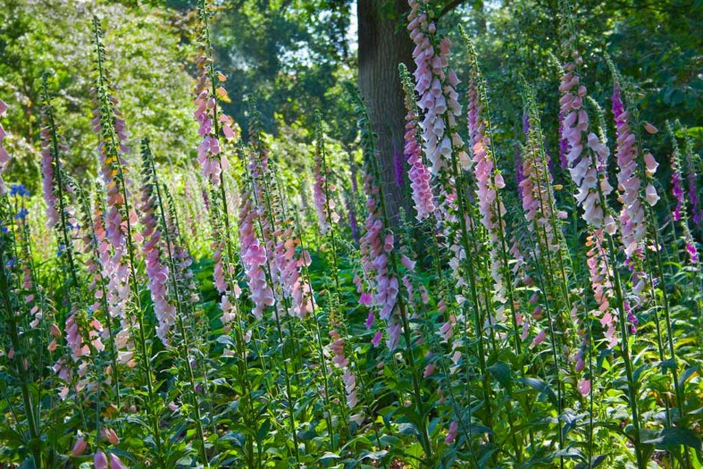 Foxglove Woodland wildflower walk Wildlife Matters