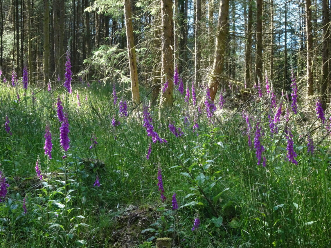 063 Summer Wildlflower Woodland walk