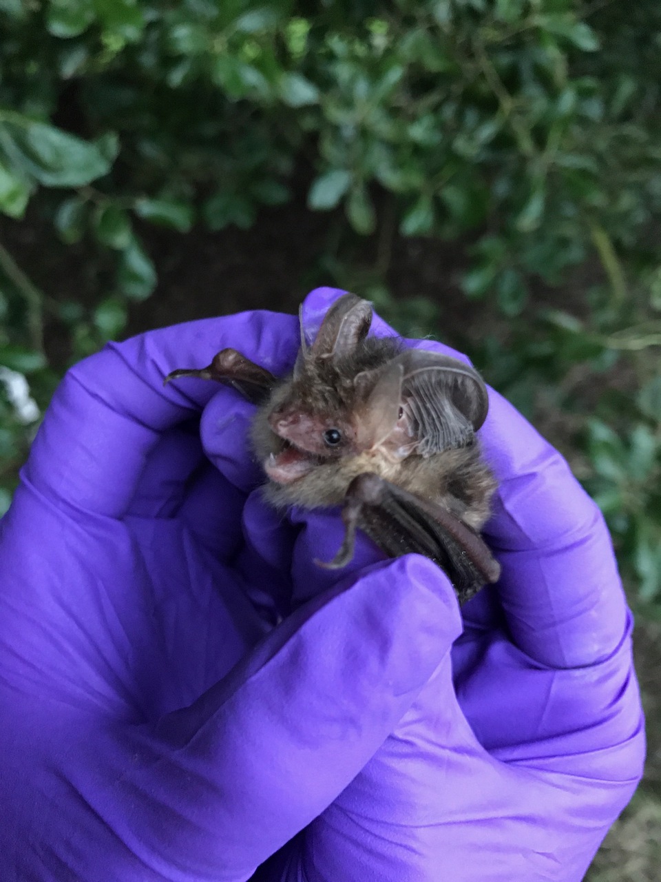 069 - An introduction to British Bats