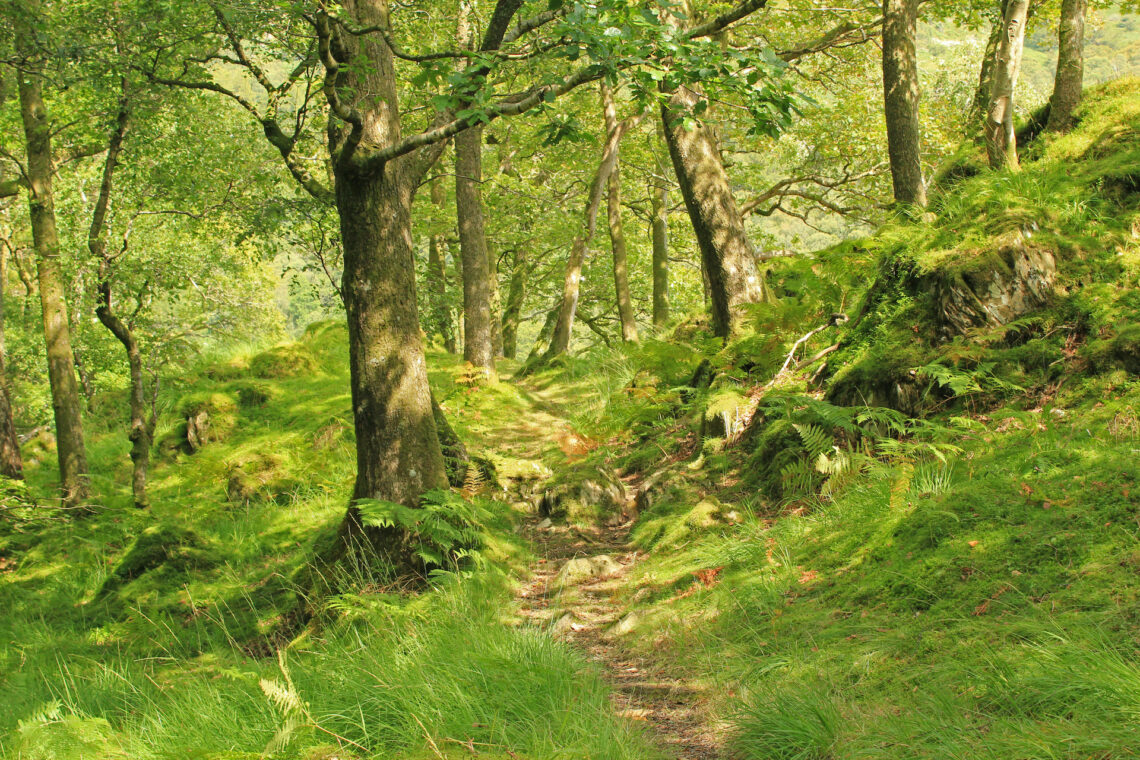 077 Trees of Britain – The Mighty Oak