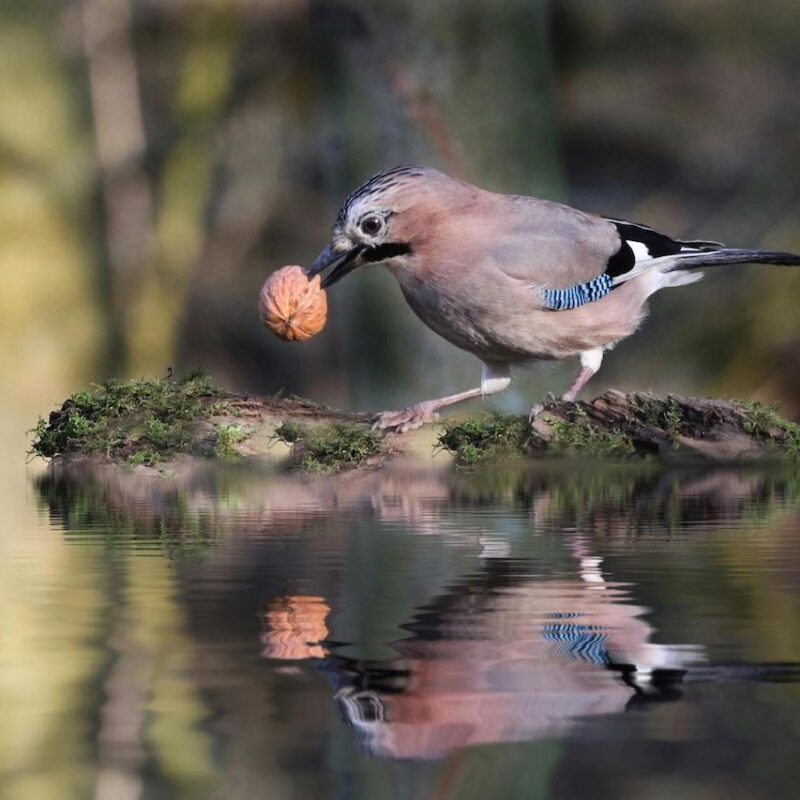 Blog 083 An Introduction to British Corvids Part Two