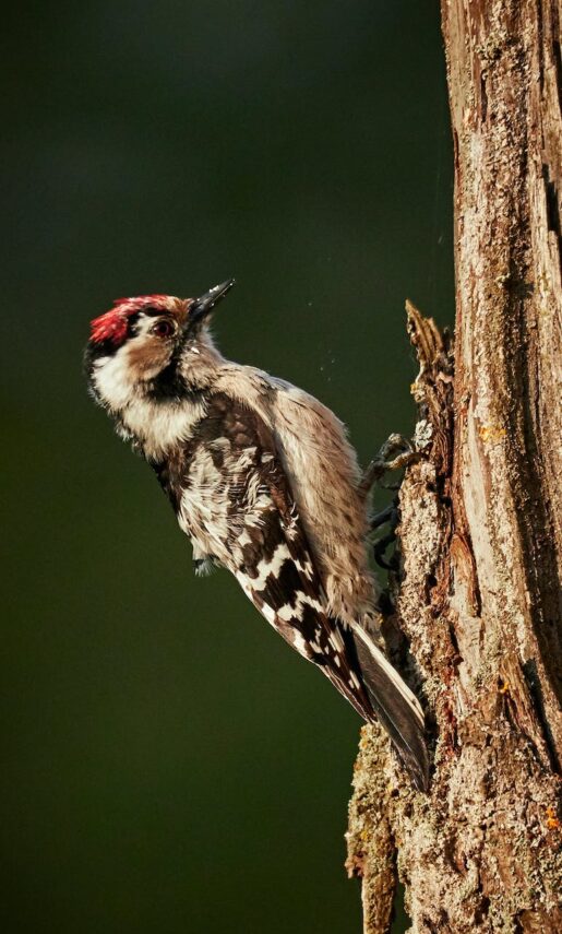 Blog 079 Britain’s Native Woodpeckers