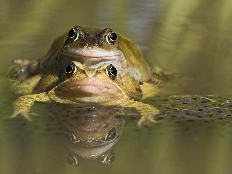 088 Common Frog