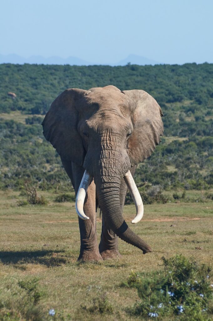 Bull Elephant Wildlife Matters The Bloody Ivory Trade