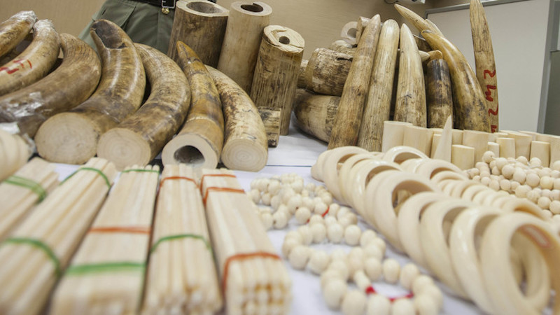Confiscated Ivory Kenya Wildlife Matters The Bloody Ivory Trade