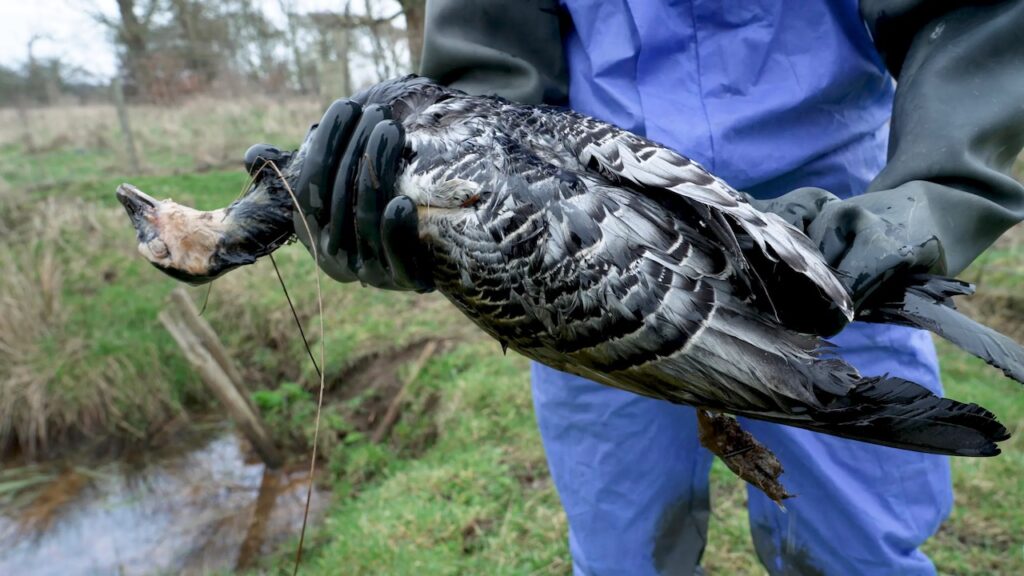 090 AI spreading around the world - Bad News It's Avian Influenza! Wildlife Matters