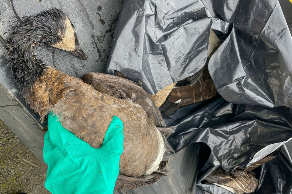 090 AI spreading around the world - Bad News It's Avian Influenza! Wildlife Matters