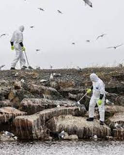 090 AI spreading around the world – Bad News It’s Avian Influenza!