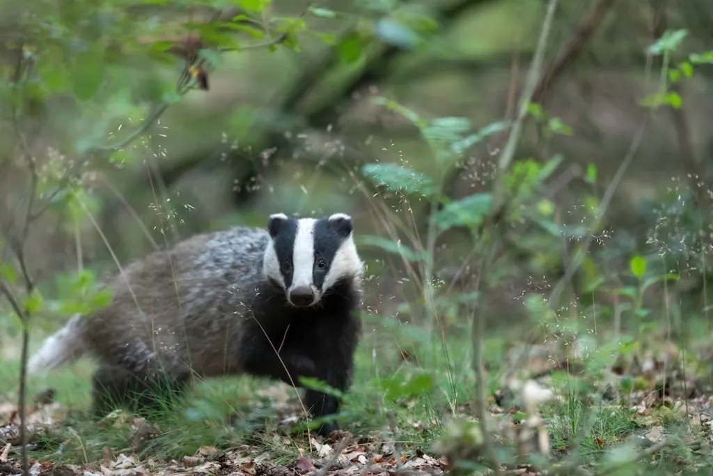031 - The Badger Culls Part Two - The Randomised Badger Cull Trials