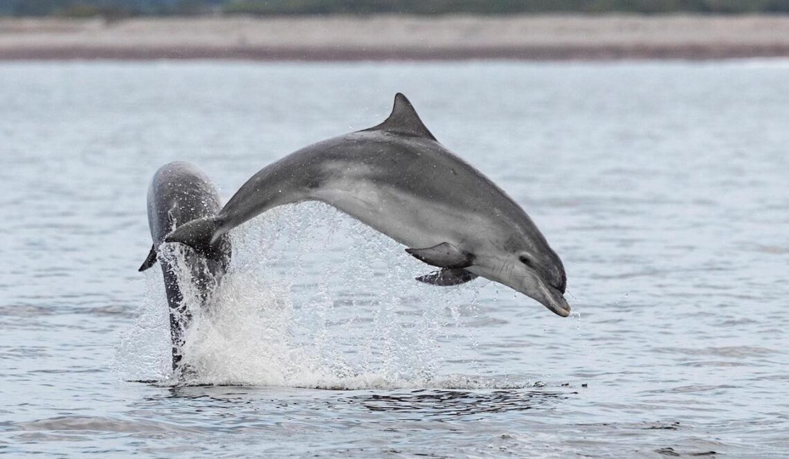 092  An introduction to British Dolphins and Porpoises