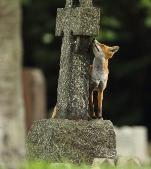 093 London’s Wildest Places – West Norwood Cemetery
