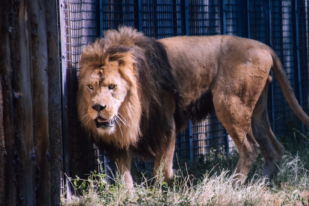 The Lion Bone Trade - A Roaring Success? Wildlife Matters blog Wildlife Matters Article