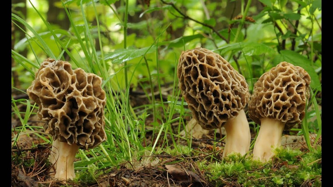 094 Fungi Forage in Spring