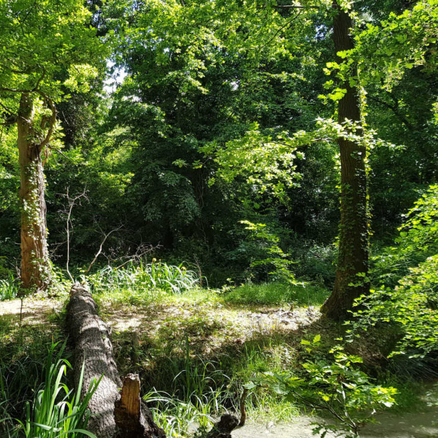 096 – London’s Wildest Places – Sydenham Hill Wood