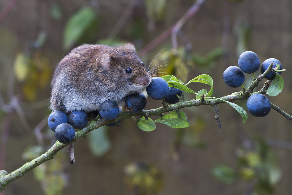 Bank Vole on branch with sloe berries