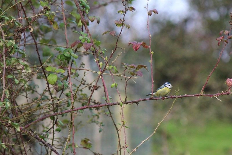 Blue Tit in Hedgerow