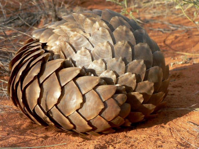 098 – Pangolins – The World’s Most Poached Mammal