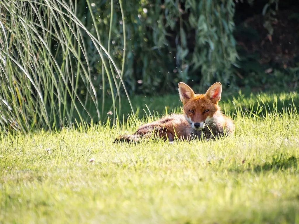 Fox laying on the grass