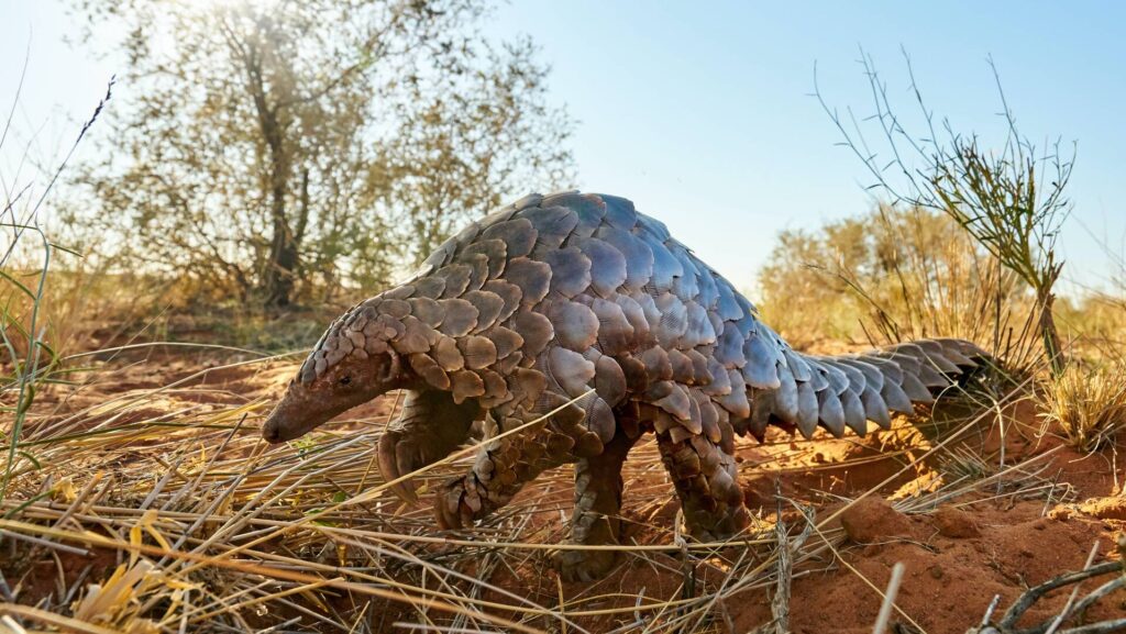 Ground Pangolin Walking on Back legs