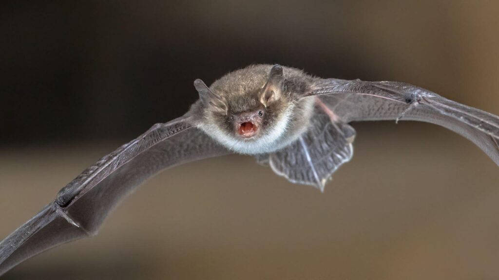 Natterers Bat in flight