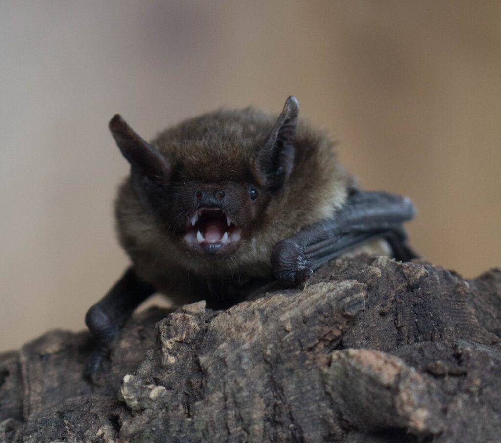 Serotine Bat on a Tree Branch