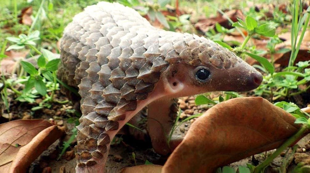 Baby Pangolin