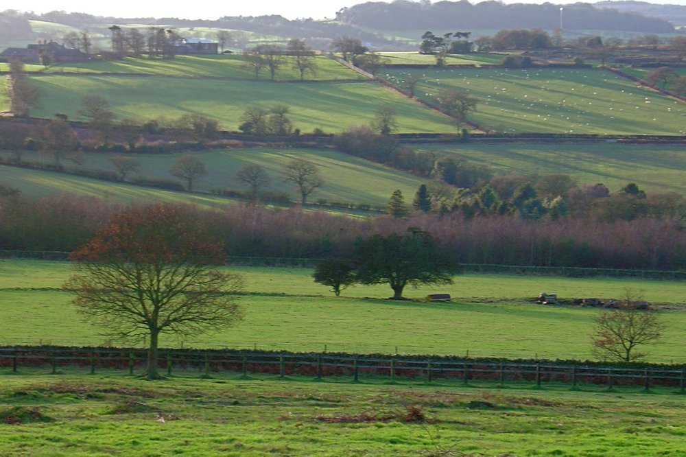 View of British Hedgerow and Farm Boundaries