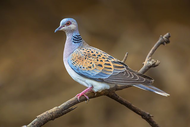 Turtle Dove perched on a tree branch