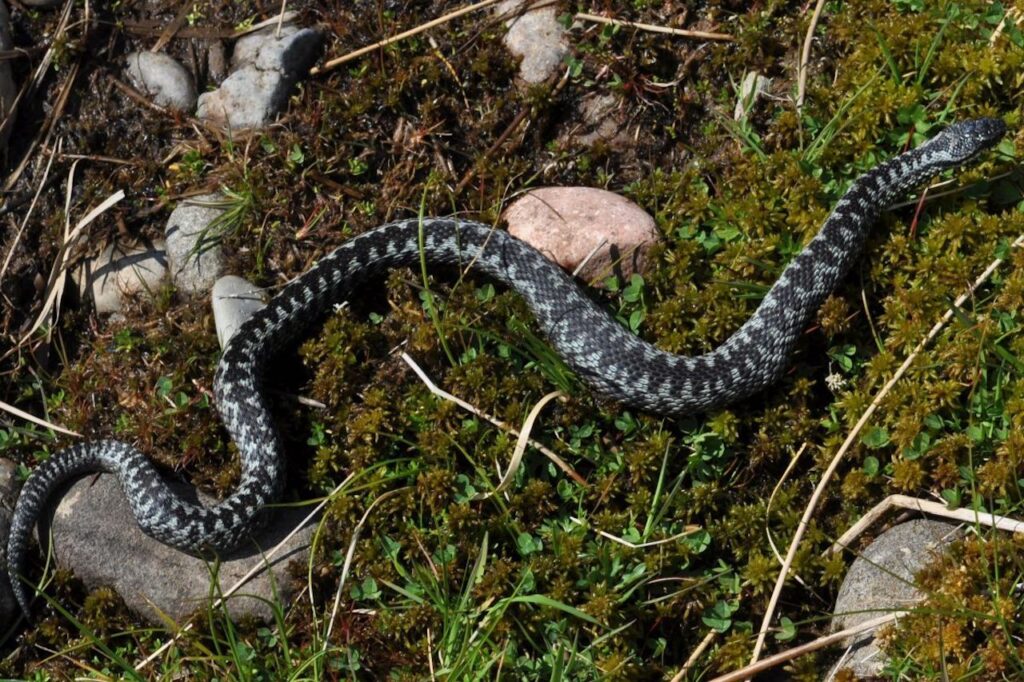 Male Adder at Taynish National Nature Reserve Argyll Scotland