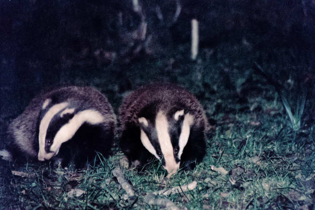 Two Badgers Pair of Badgers Taynish NNR National Nature Reserve