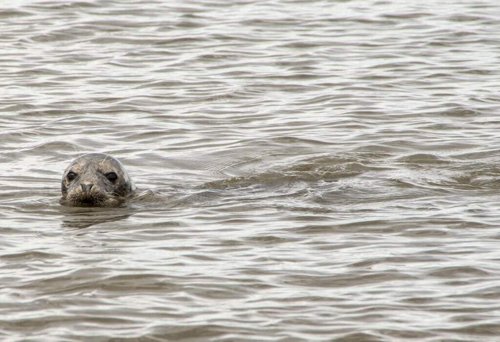 Harbour Seal Taynish Nature Reserve Argyll West of Scotland