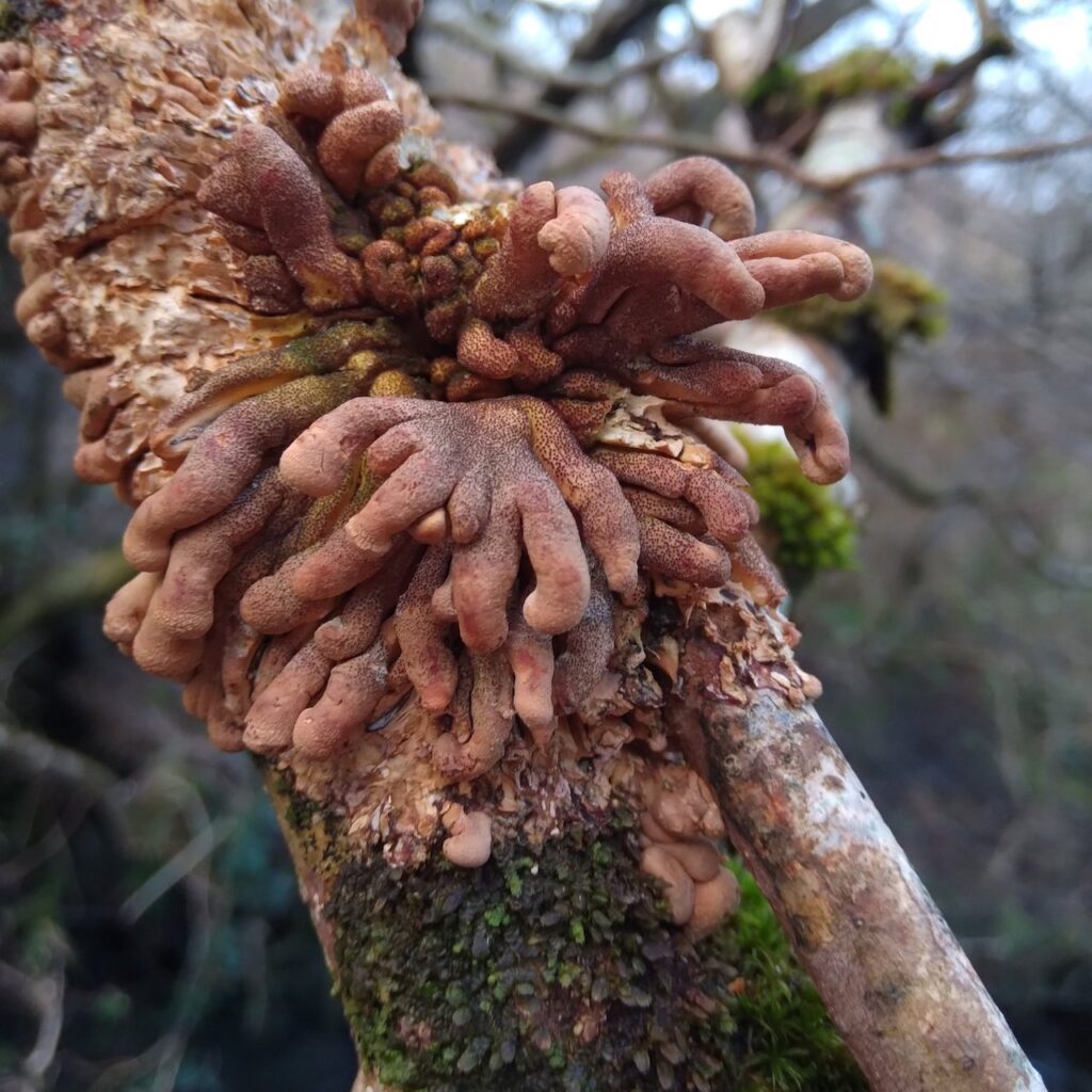Hazel Glove Fungus growing on Glue Fungus on a tree in Knapdale Forest Argyll Scotland