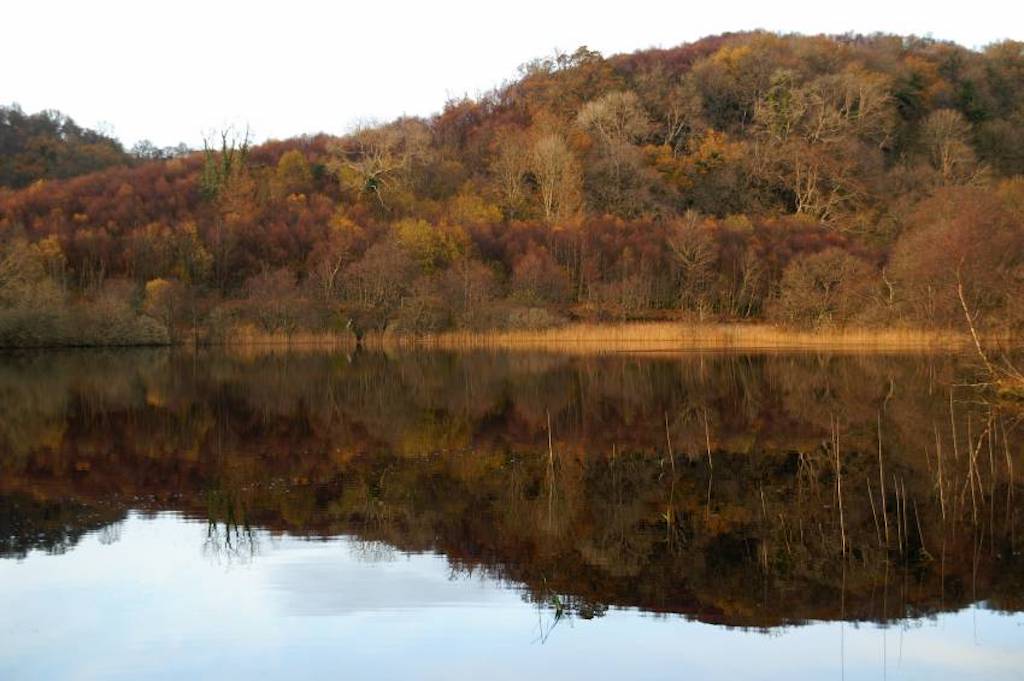 Loch Barnluasgan in Autumn Knapdale Forest Ancient Woodland Atlantic Woodland Rainforest West of Scotland