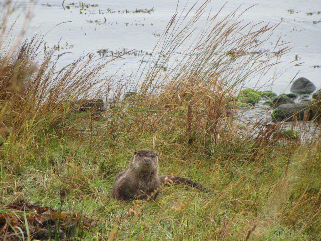Male Otter at Taynish National Nature Reserve Argyll