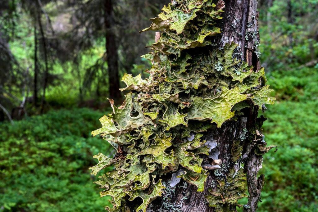 Tree lungwort Lobaria pulmonaria at Knapdale Forest Argyll Scotland