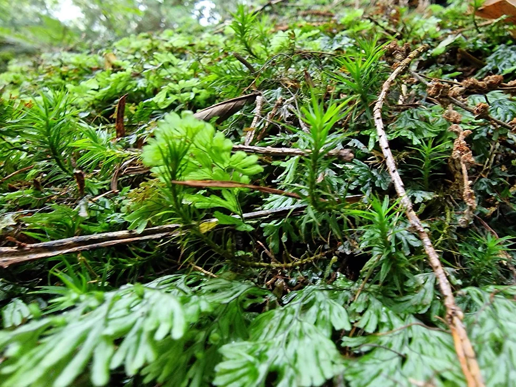 Tunbridge Filmy Fern Taynish NNR Autumn 2024