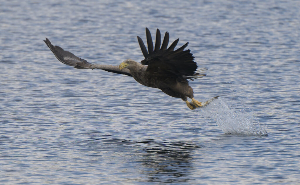White-Tailed Eagle Taynish National Nature Reserve Autumn 2024\White Tailed Eagle with Fish in Talons after grabbing it from the water
