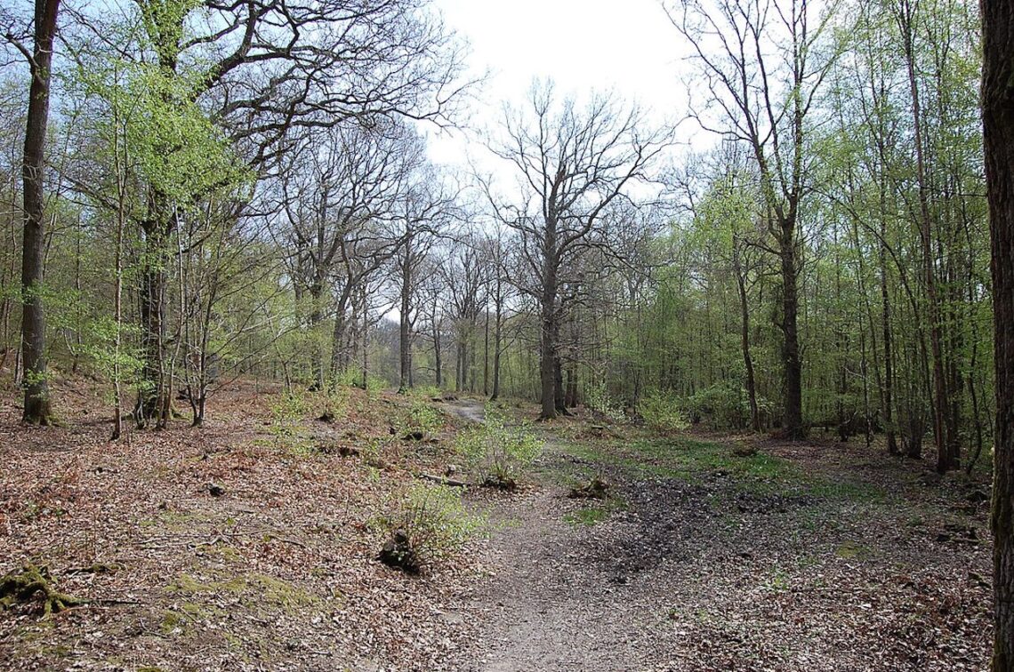 111 Fascinating Wild Plants You Can Find in Winter Part One