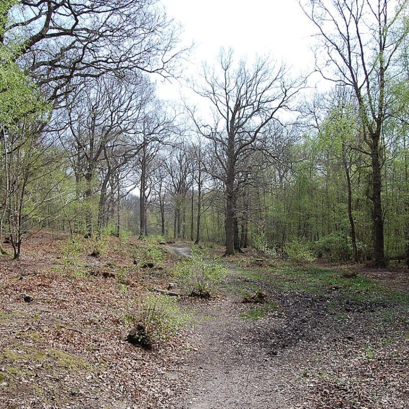 111 Fascinating Wild Plants You Can Find in Winter Part One