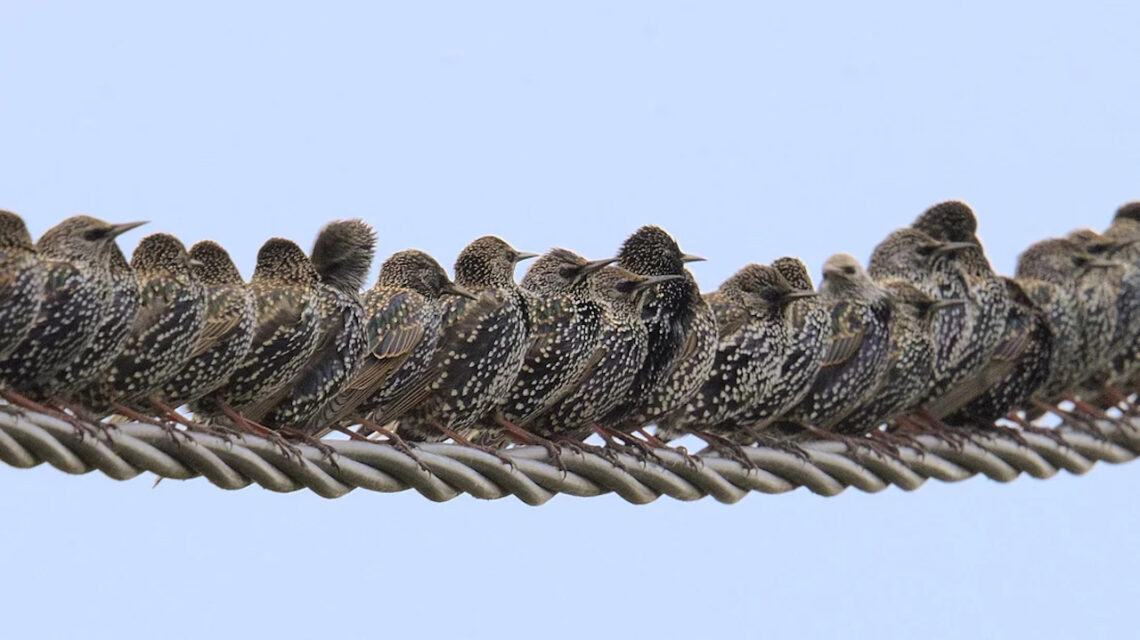 107 The Magic of Murmatration – A Night with the Starlings