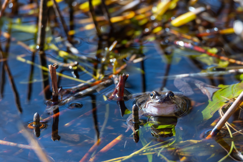 104 Wildlife Matters Guide to Looking after a wildlife pond in winter