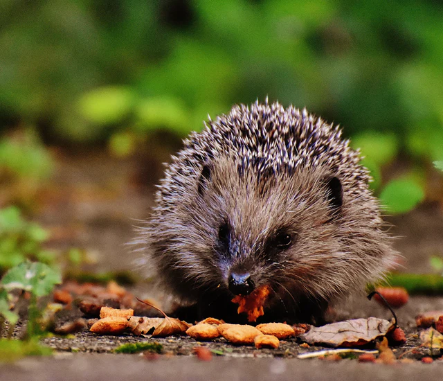 118 The Clue is in the Poo – A guide to wildlife poo! 